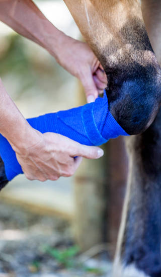 Taking care of injured horse leg