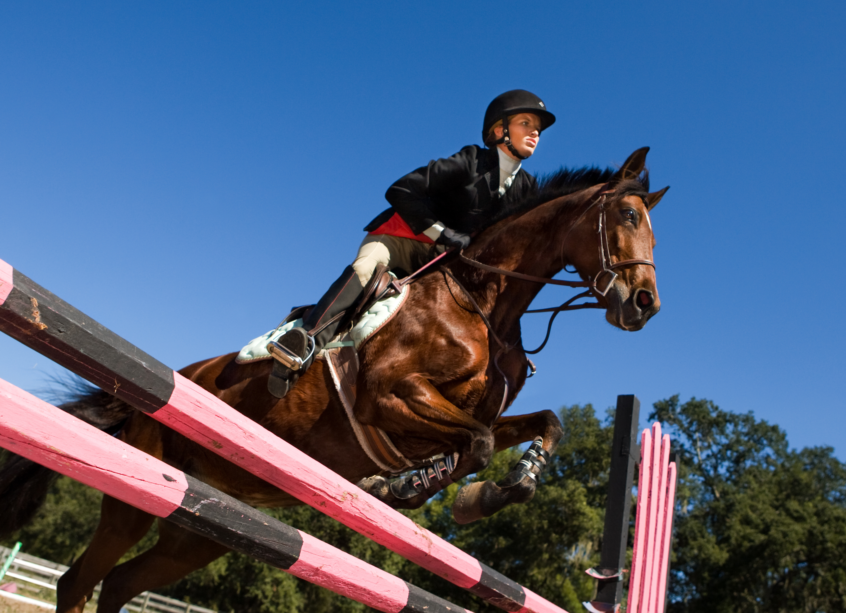 Paard met ruiter springt over rood/zwarte balk