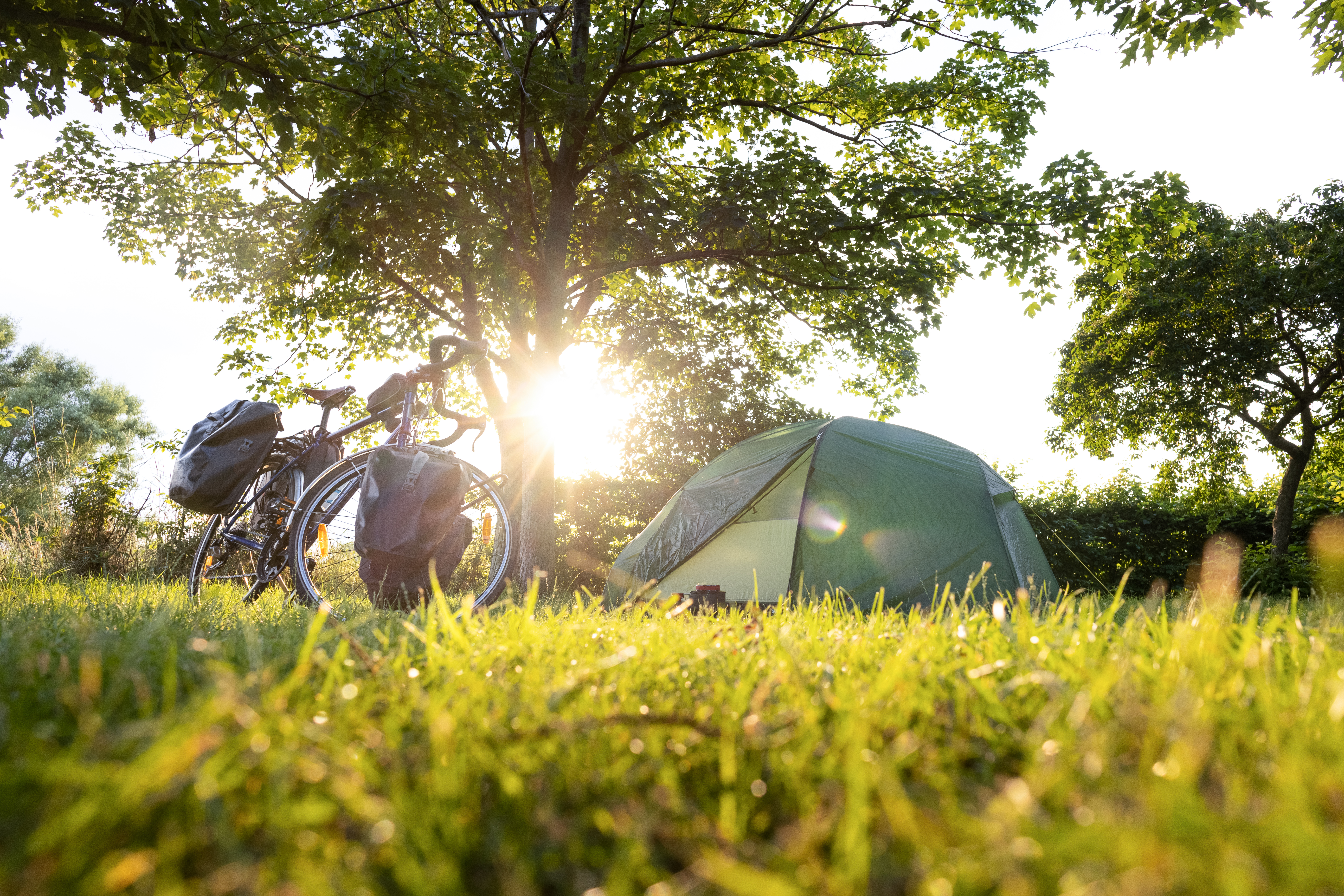 A tent set up next to a bicycle with panniers. Low angle shot with grass in the foreground. Natural background with trees at sunset.